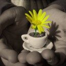 Фитодизайн своими руками