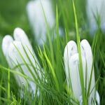 Вредны ли энергосберегающие лампы